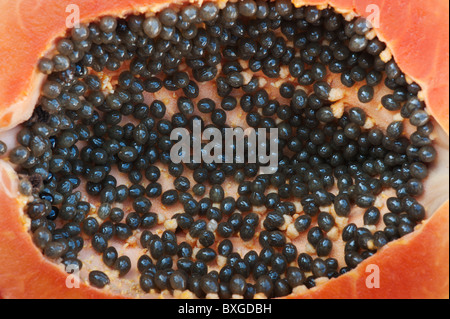 La papaia e semi. La frutta tropicale seme. Carica papaya Foto Stock