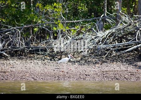 White Ibis bird, Eudocimus albus, da mangrovie al filamento Fakahatchee in Everglades, Florida, Stati Uniti d'America Foto Stock