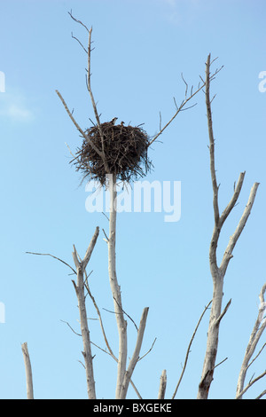 Osprey, Pandion haliaetus, noto come il falco di mare o di pesce, eagle con pulcino nel nido, Everglades, Florida, Stati Uniti d'America Foto Stock