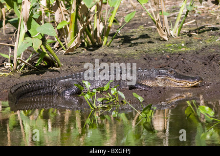 Alligatore a filamento Fakahatchee preservare parco statale, Everglades, Florida, Stati Uniti d'America Foto Stock