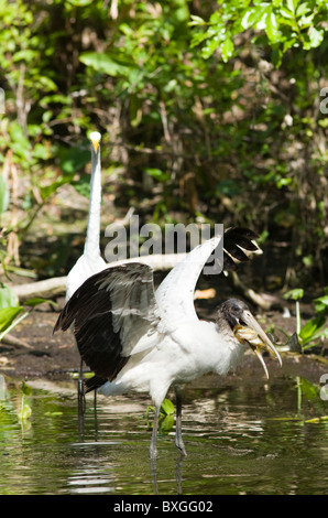 Tipica scena Everglades grande airone bianco e le specie in via di estinzione legno cicogna nel glade, Florida, Stati Uniti d'America Foto Stock