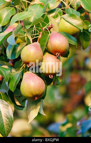 Mazzetto di maturazione delle pere sul ramo di albero in Orchard a inizio autunno Foto Stock