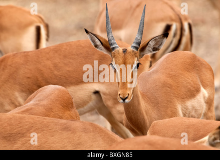 Impala (Aepyceros melampus) cercando nella mandria Riserva di Mashatu Botswana Africa Foto Stock