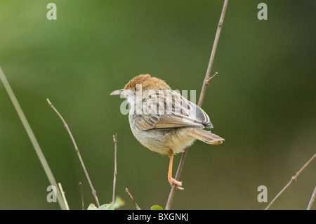 Rufous-Winged Cisticola Cisticola galactotes Parco Nazionale Kruger Sud Africa Foto Stock