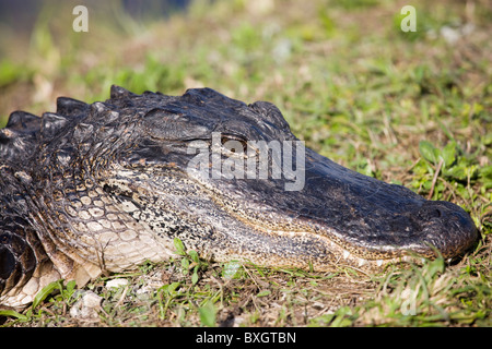 Alligatore in Everglades, Florida, Stati Uniti d'America Foto Stock