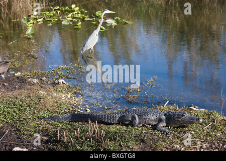 Airone blu, Ardea Erodiade, Scena di fiume in Everglades, Florida, Stati Uniti d'America Foto Stock