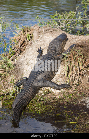 Alligatore da Turner River, Everglades, Florida, Stati Uniti d'America Foto Stock