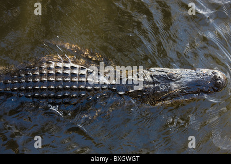 Drifting alligatore lungo il fiume Turner, Everglades, Florida, Stati Uniti d'America Foto Stock