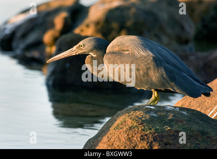 Scogliera orientale Egretta garzetta sacra cercando una cena di pesce sulla spiaggia rocciosa in Australia Occidentale Foto Stock