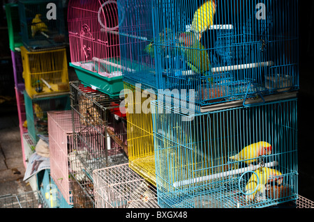 Pappagalli in gabbie presso il Mercato degli Uccelli, Mong Kok, Kowloon, Hong Kong, Cina Foto Stock