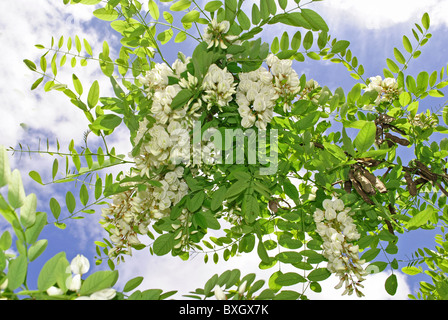 Fiori e foglie di fiori di acacia in primavera e cielo blu sullo sfondo Foto Stock