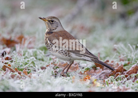 Allodole Cesene Beccacce sul prato congelati Foto Stock