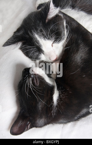 Due gattini coccole Foto Stock
