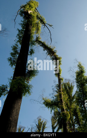 Fire alberi danneggiati che mostra la nuova crescita un anno dopo un bushfire Foto Stock