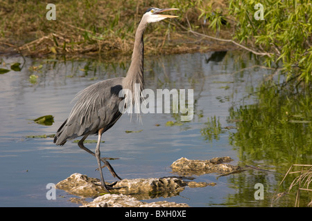 Airone blu, Ardea Erodiade, Scena di fiume in Everglades, Florida, Stati Uniti d'America Foto Stock