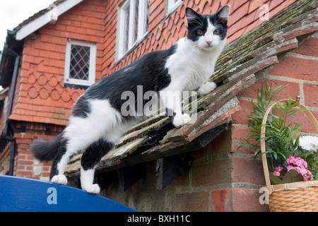 gattino sul tetto Foto Stock