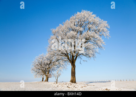 Inverno alberi coperti di brina su Fenwick Mori, Scozia Foto Stock