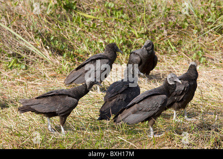 Nero avvoltoi, Coragyps atratus, in Everglades, Florida, Stati Uniti d'America Foto Stock