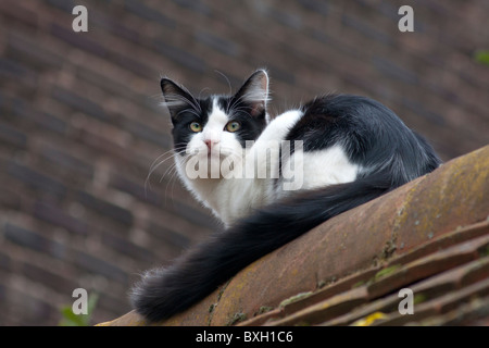 gattino sul tetto Foto Stock