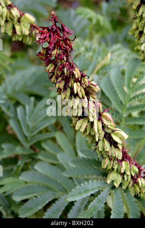 Fiore di miele, Melianthus major, Melianthaceae. Western Cape, Sud Africa. Aka miele gigante fiore. Mountain Fynbos. Foto Stock