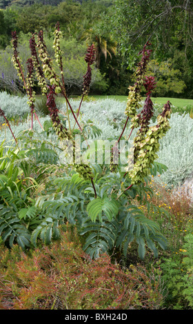 Fiore di miele, Melianthus major, Melianthaceae. Western Cape, Sud Africa. Aka miele gigante fiore. Mountain Fynbos. Foto Stock