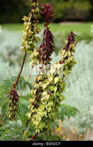 Fiore di miele, Melianthus major, Melianthaceae. Western Cape, Sud Africa. Aka miele gigante fiore. Mountain Fynbos. Foto Stock