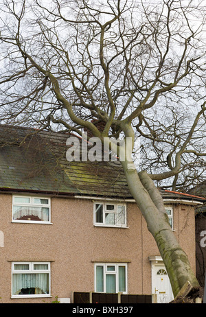 Albero che cade sulla casa, Wirral, Inghilterra Foto Stock