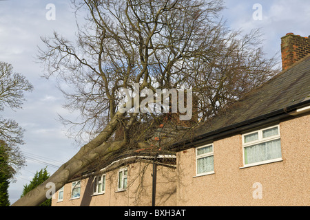 Albero che cade sulla casa, Wirral, Inghilterra Foto Stock