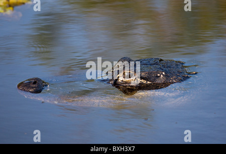 Il coccodrillo in acqua di fiume, Everglades, Florida, Stati Uniti d'America Foto Stock