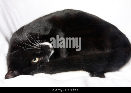 Bianco e nero gattino avvolto a ricciolo Foto Stock