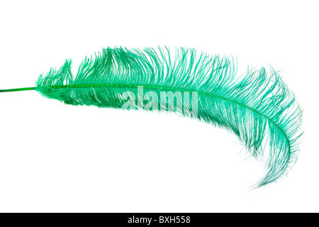 Una piuma verde isolato su sfondo bianco Foto Stock