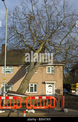 Albero che cade sulla casa, Wirral, Inghilterra Foto Stock