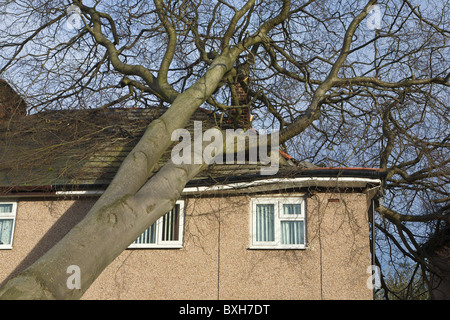 Albero che cade sulla casa, Wirral, Inghilterra Foto Stock