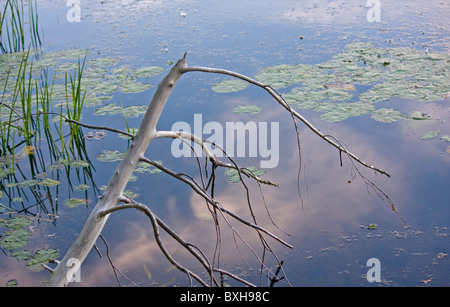 Ramo d'albero sulla riva del lago. Catskills, Stato di New York, Stati Uniti. Foto Stock