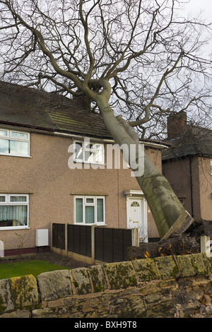 Albero che cade sulla casa, Wirral, Inghilterra Foto Stock