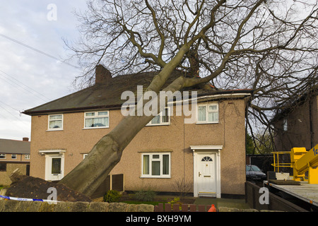 Albero che cade sulla casa, Wirral, Inghilterra Foto Stock