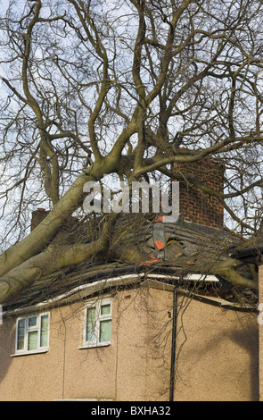 Albero che cade sulla casa, Wirral, Inghilterra Foto Stock