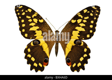 Bella nero e giallo farfalla davanti a uno sfondo bianco Foto Stock
