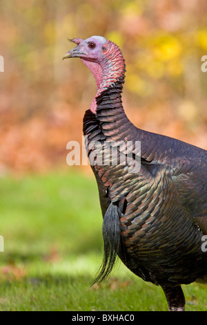 Eastern Wild Turchia Foto Stock