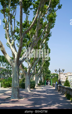 Viale di platani lungo il Canal de la Robine in Narbonne Francia Foto Stock