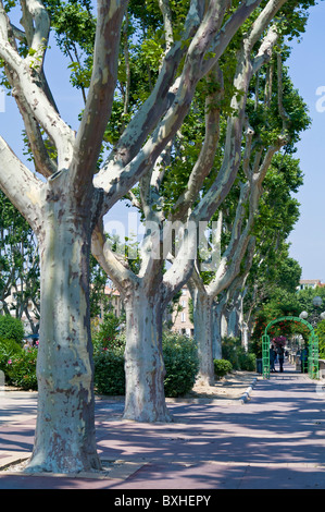 Viale di platani lungo il Canal de la Robine in Narbonne Francia Foto Stock