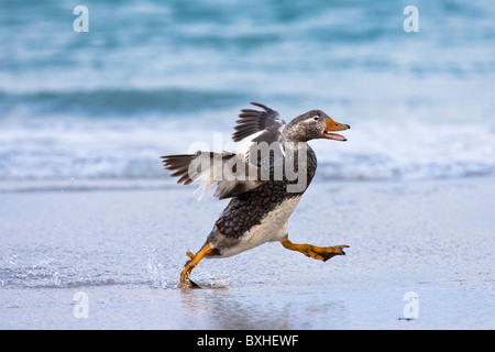 Falkland-Dampfschiffente, Falkland Steamer Duck, Tachyeres brachypterus, Drake in esecuzione, Volunteer Point, Isole Falkland, GB Foto Stock