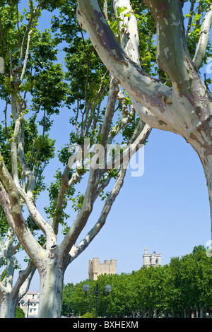 Arcivescovi Palace e la Cattedrale incorniciato da platani lungo il Canal de la Robine in Narbonne Francia Foto Stock