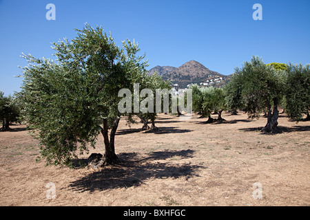 Gli ulivi vicino a Roses Emporda Catalunya Spagna Foto Stock