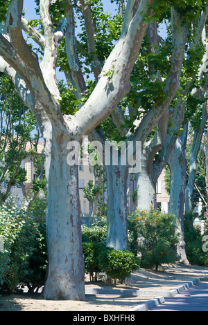 Viale di platani lungo il Canal de la Robine in Narbonne Francia Foto Stock