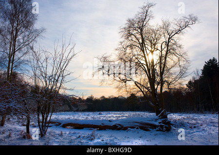 Un tramonto su una coperta di neve bosco. Foto Stock