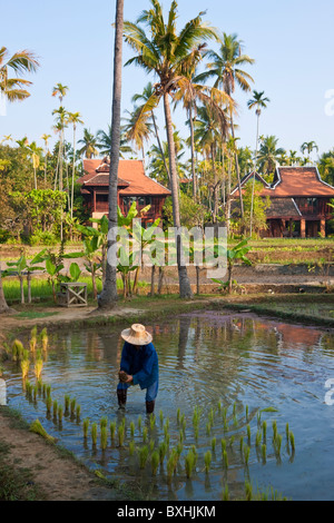 Risaie nr Chiang Mai, Thailandia Foto Stock