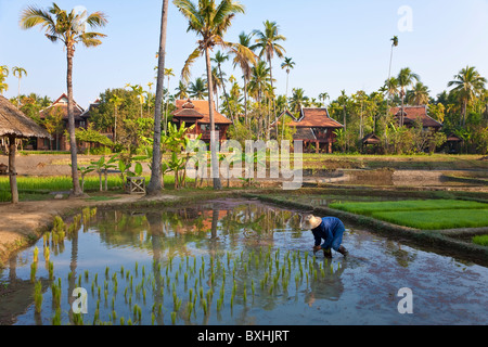 Risaie nr Chiang Mai, Thailandia Foto Stock