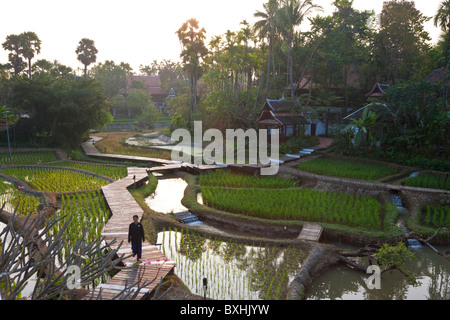 Risaie nr Chiang Mai, Thailandia Foto Stock