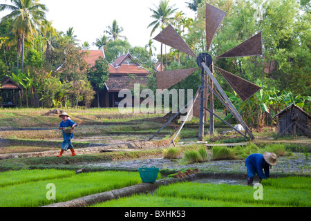 Risaie nr Chiang Mai, Thailandia Foto Stock